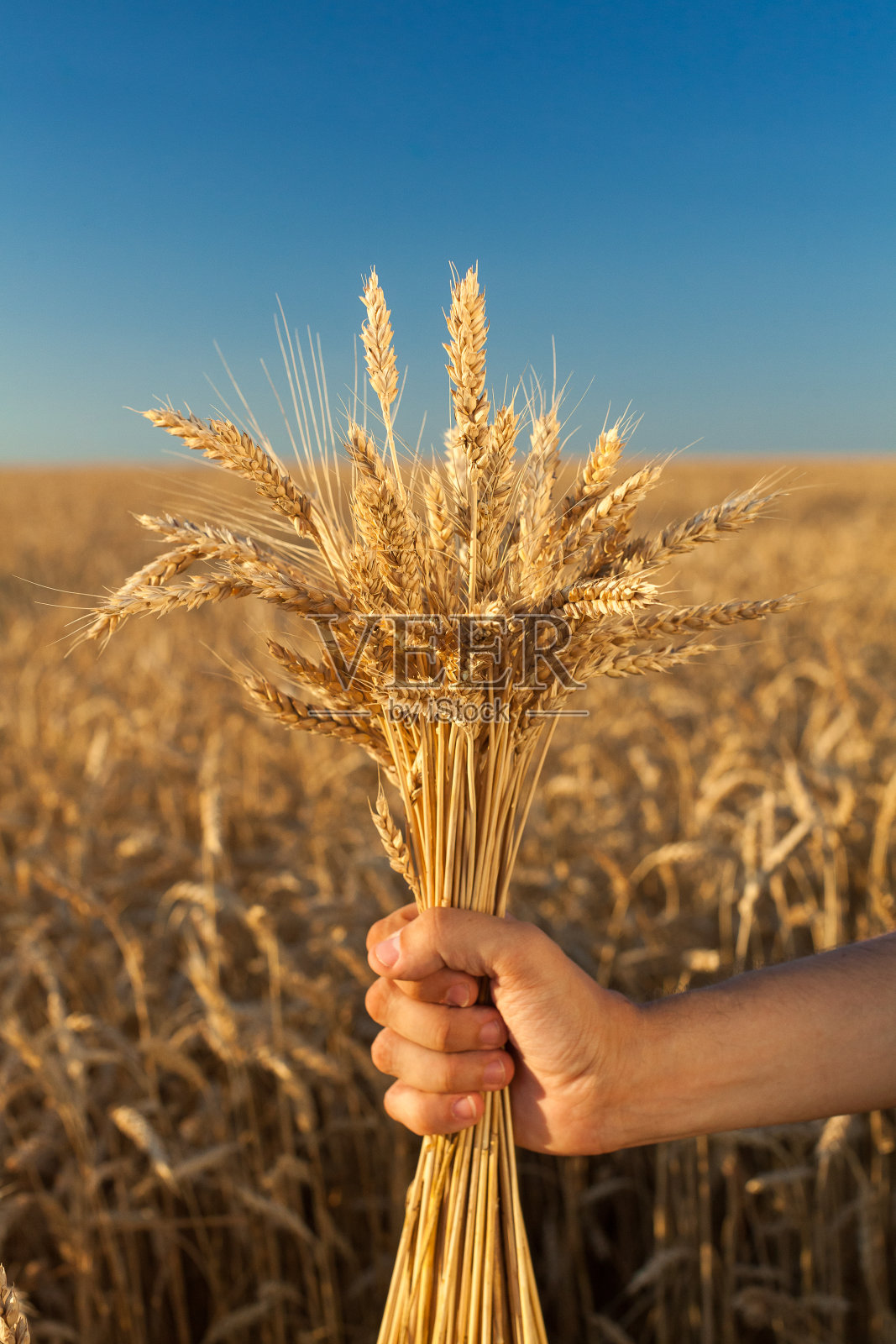 收获、美食、乡村概念。白种人的强硬的手拿着一束阳光灿烂的黄色草被人们广泛种植用来喂养和俗称大麦照片摄影图片