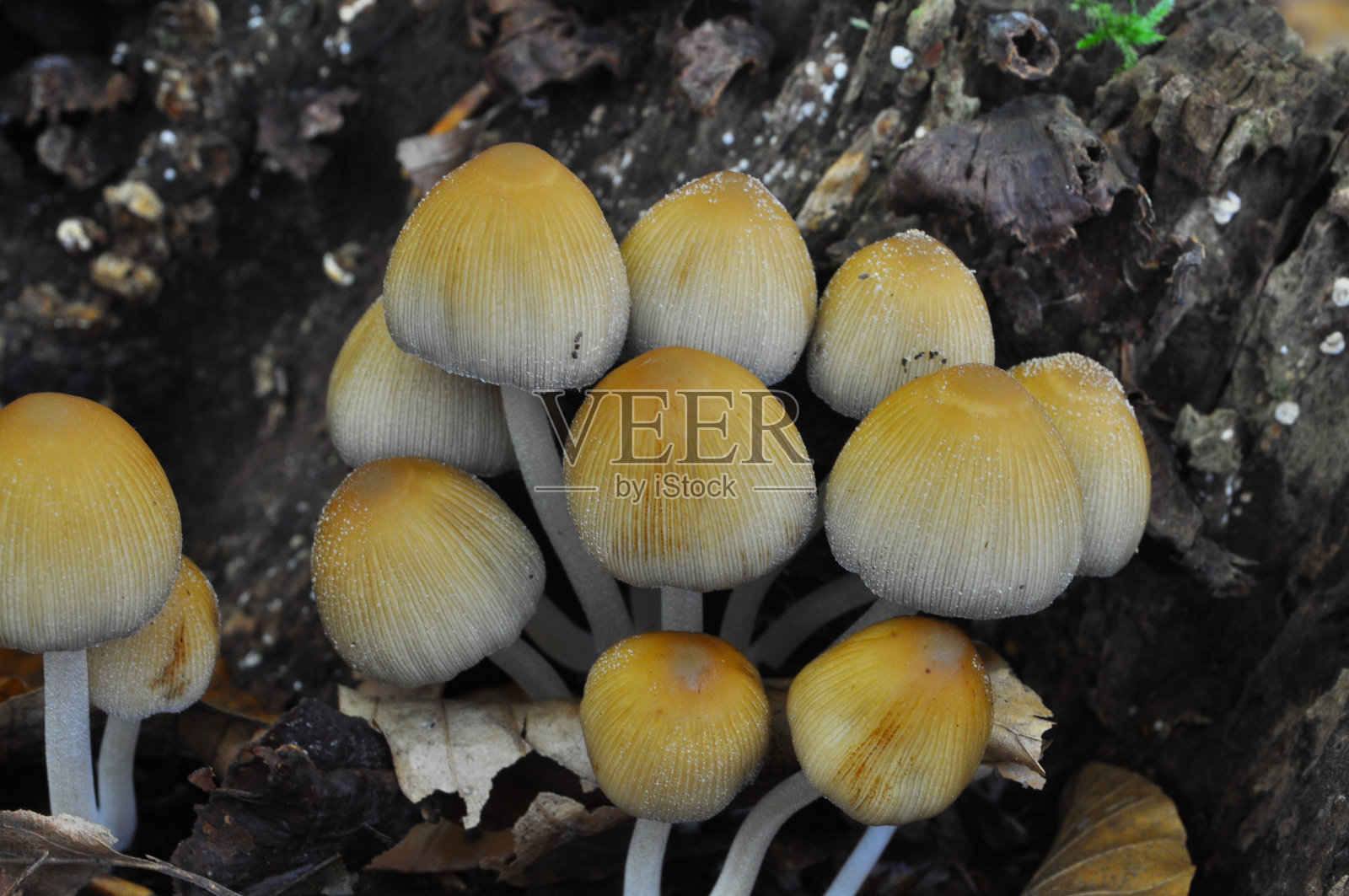 在森林深处的菇菇。照片摄影图片
