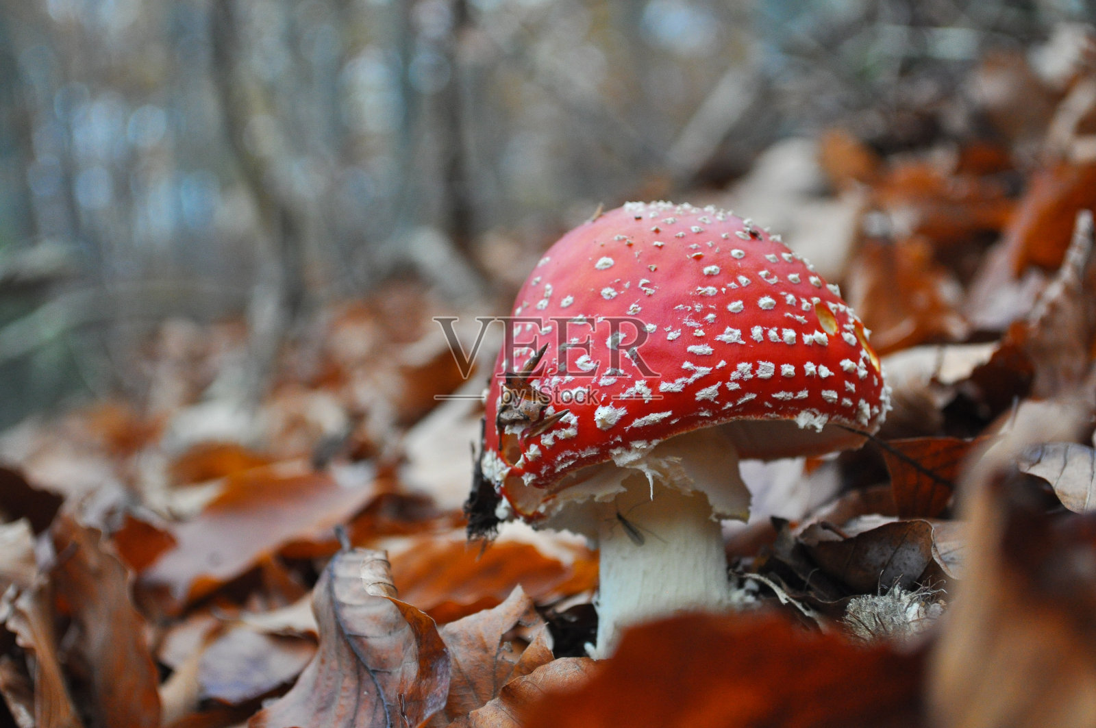 白毒伞，森林中的神奇蘑菇。照片摄影图片