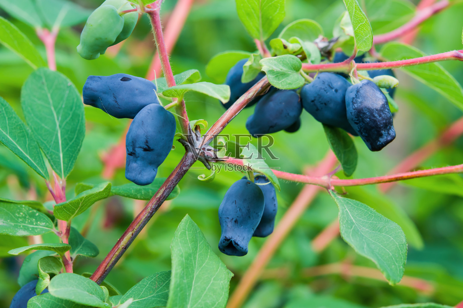 蓝莓金银花植物在灌木丛中成熟，夏天的风景，照片摄影图片