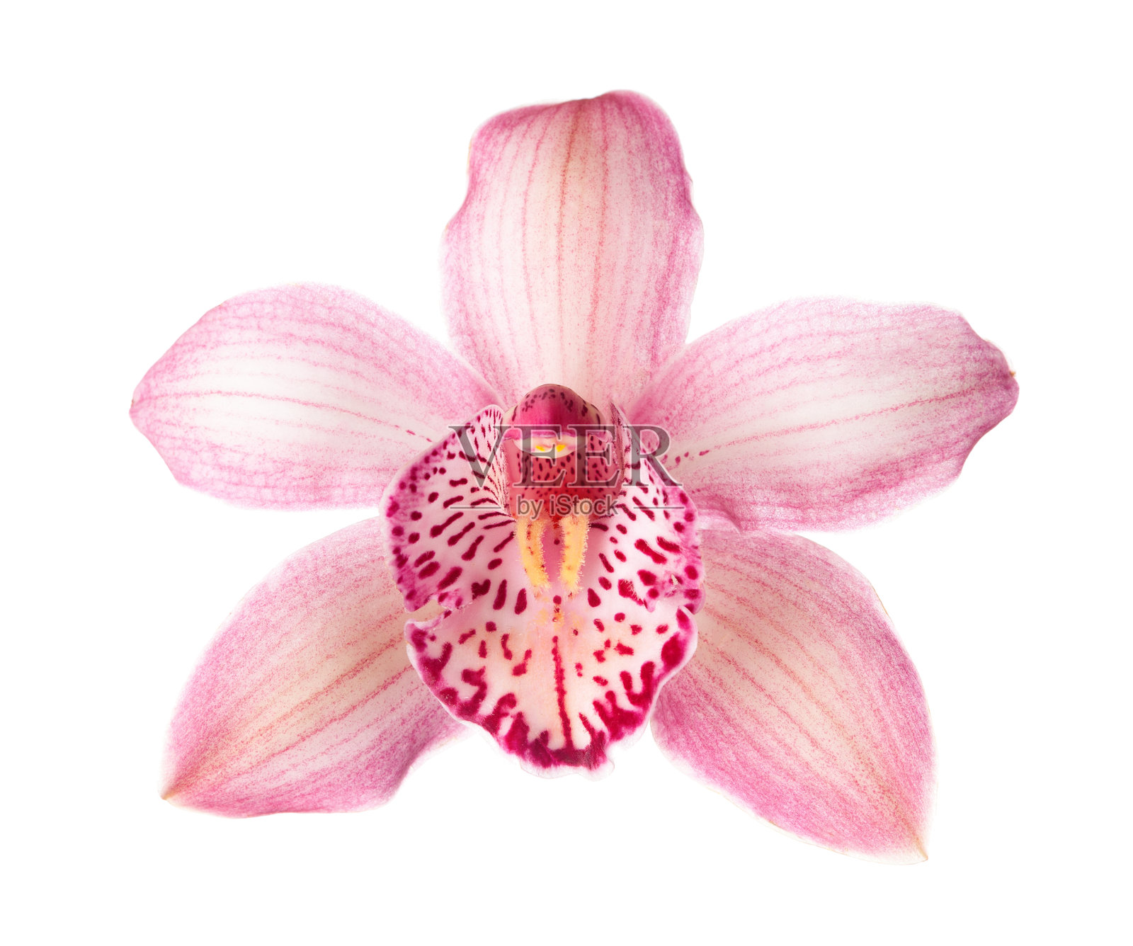 特写的粉红色兰花(大花蕙兰)孤立在白色的背景。照片摄影图片