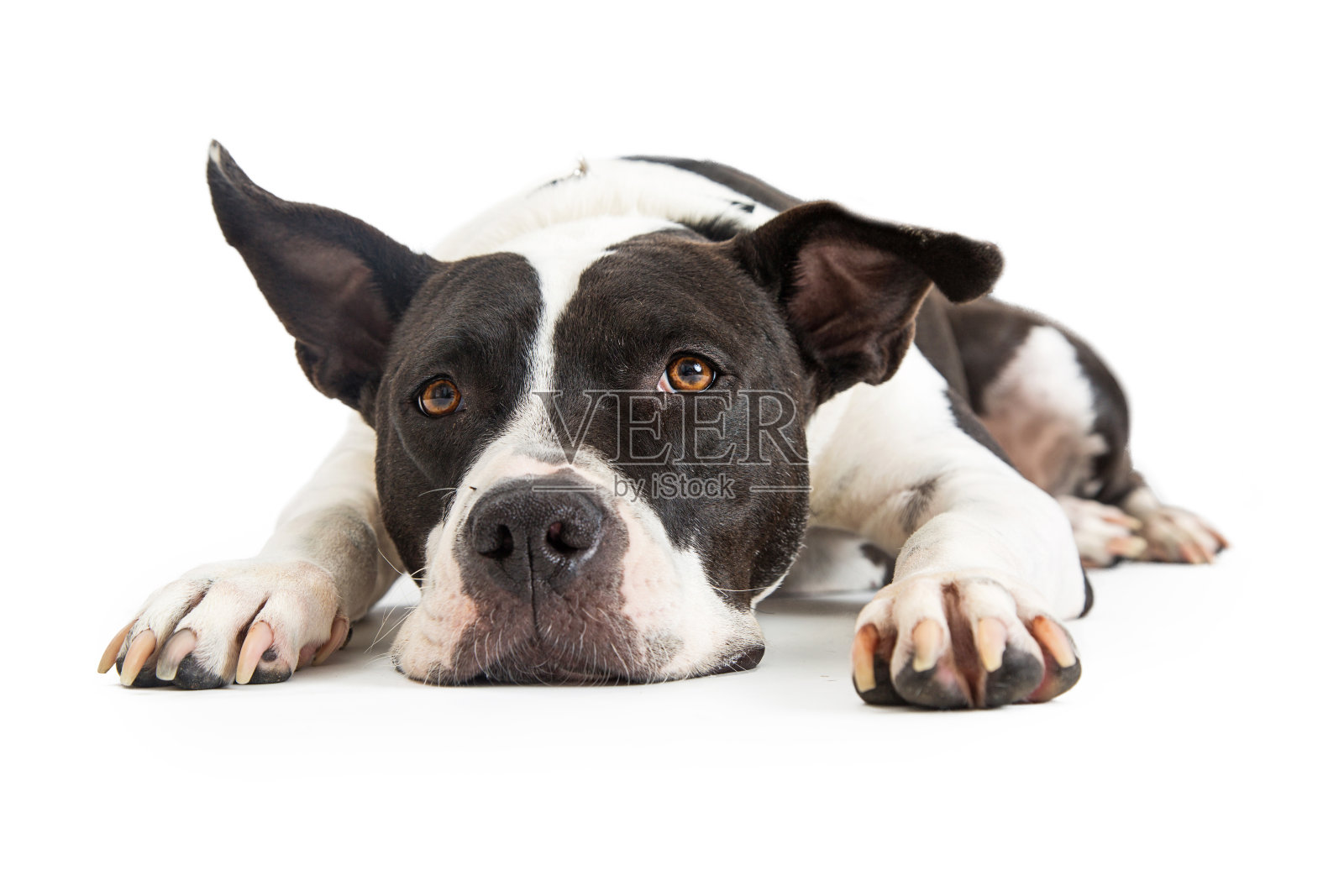 大型混合犬疲劳照片摄影图片