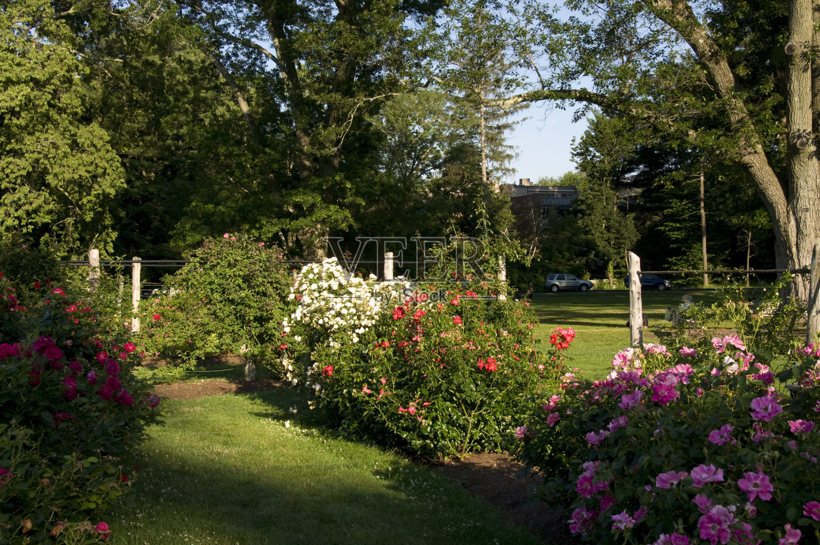 伊丽莎白花园16 -美丽的玫瑰花园照片摄影图片