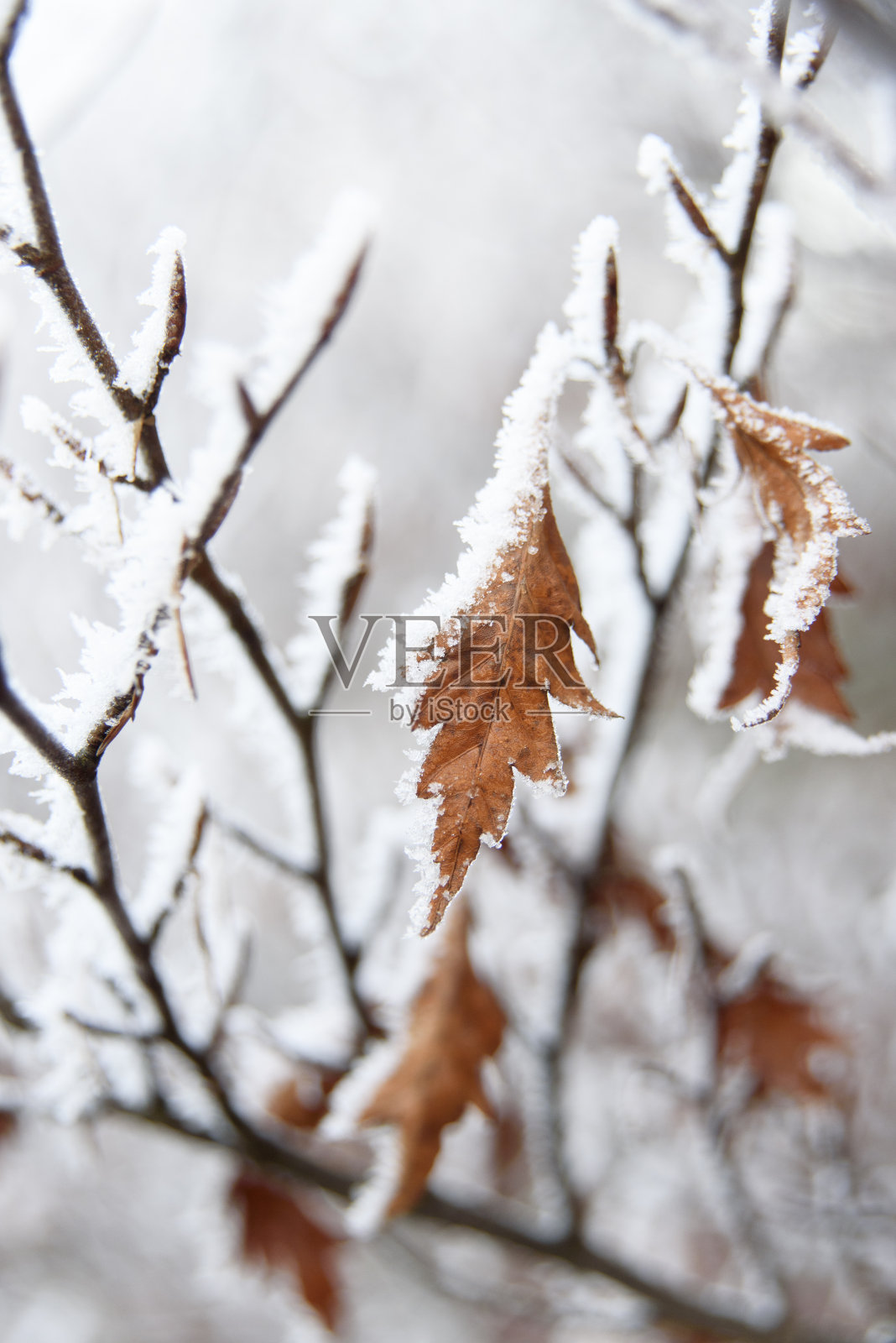在一个寒冷的秋日，白雪覆盖了树叶照片摄影图片
