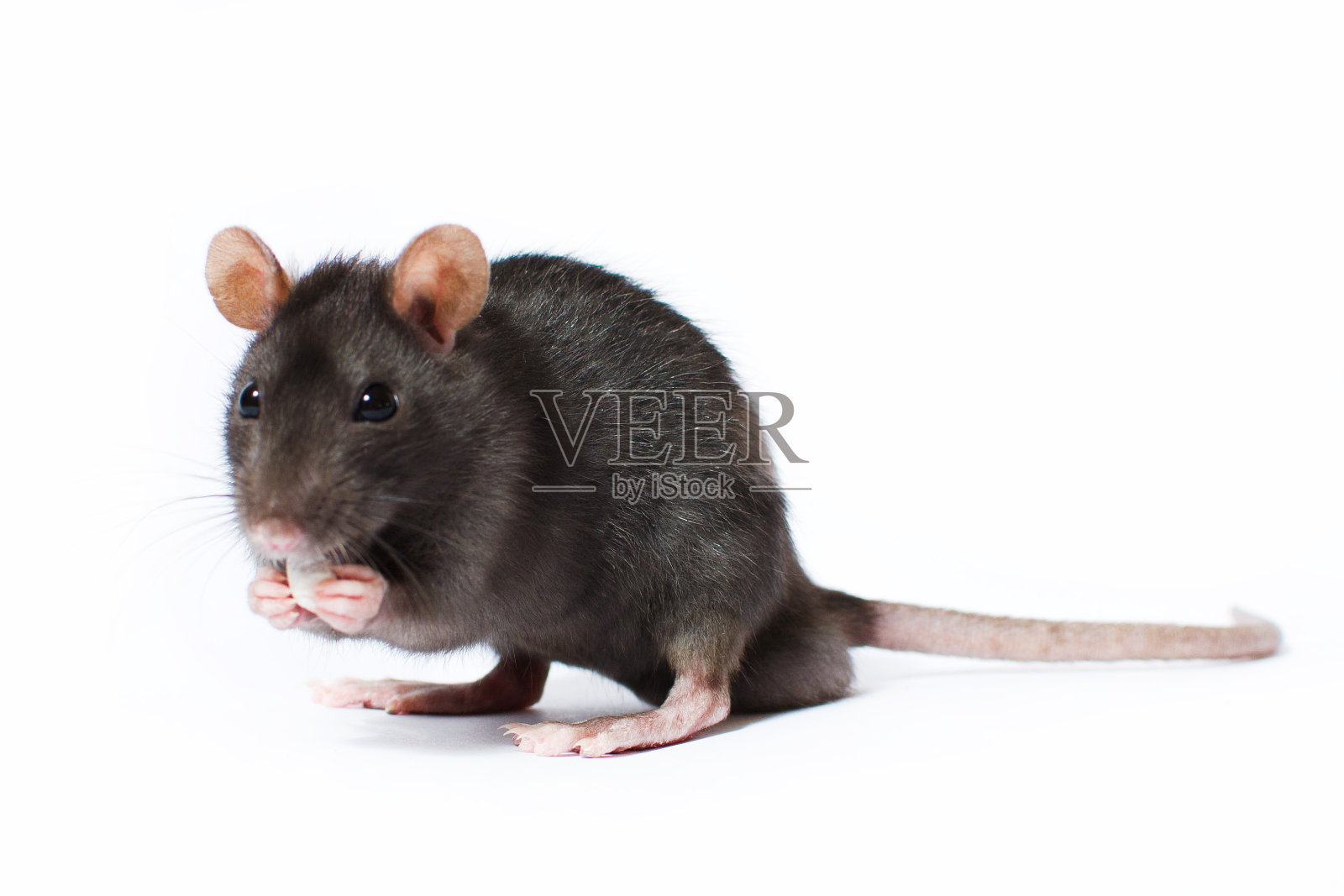 好奇的灰色老鼠的肖像孤立在白色的背景照片摄影图片