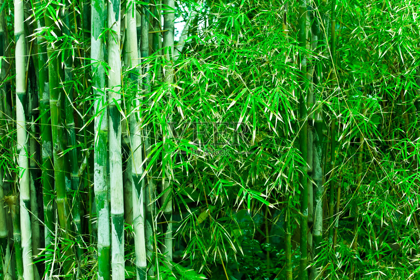 天上的竹树照片摄影图片