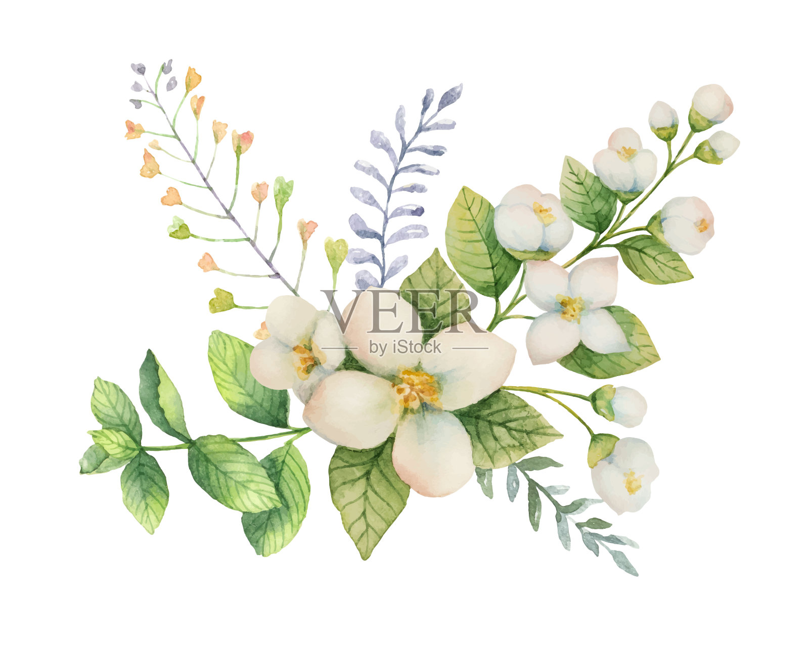 水彩向量花束茉莉和薄荷枝孤立在白色的背景。插画图片素材