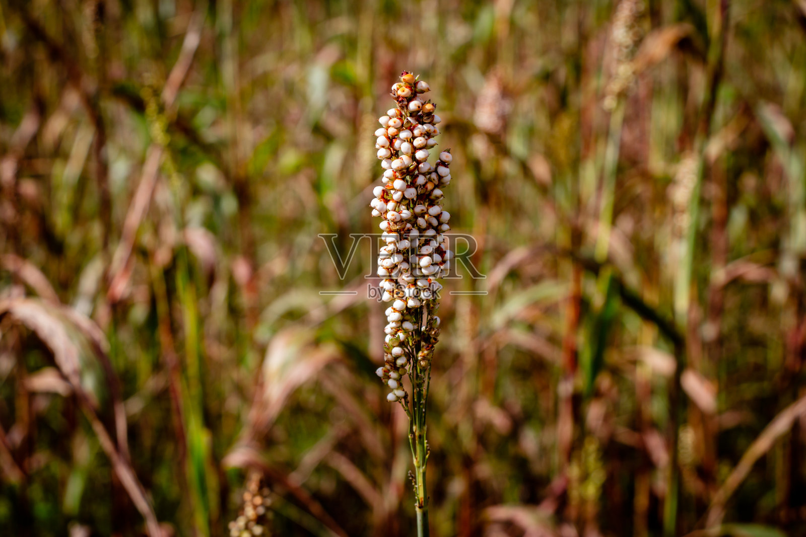 乌干达Mbale附近的高粱植物特写。照片摄影图片