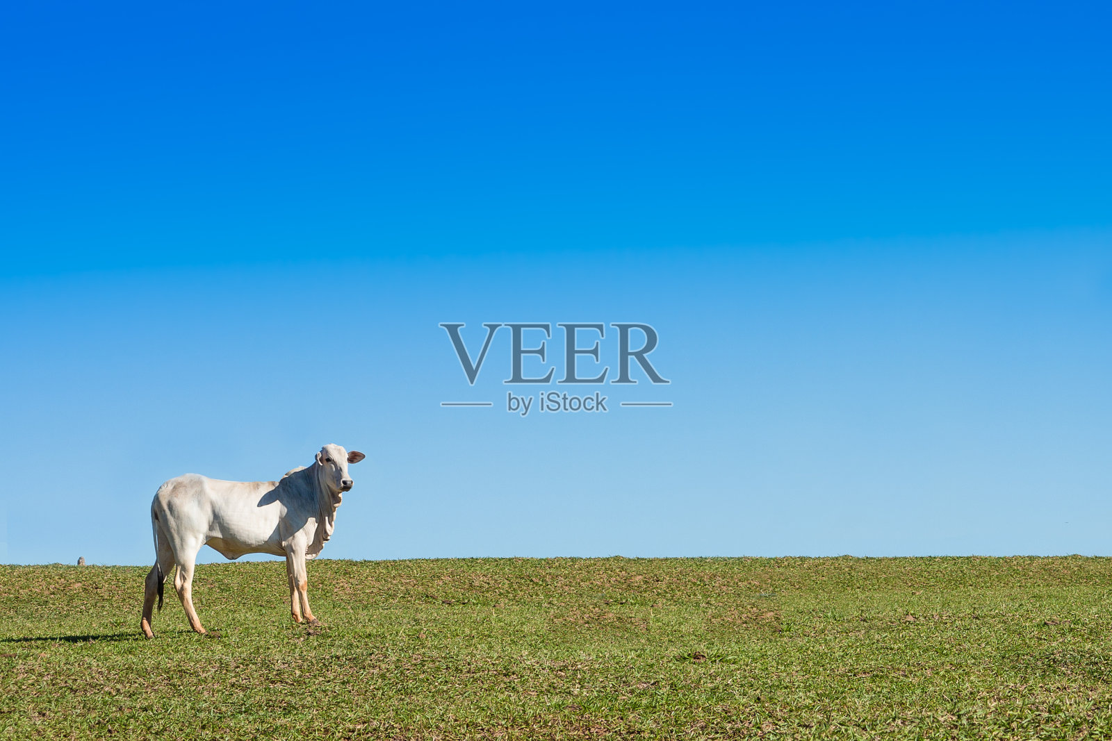 独牛在绿草地，伴蓝天照片摄影图片