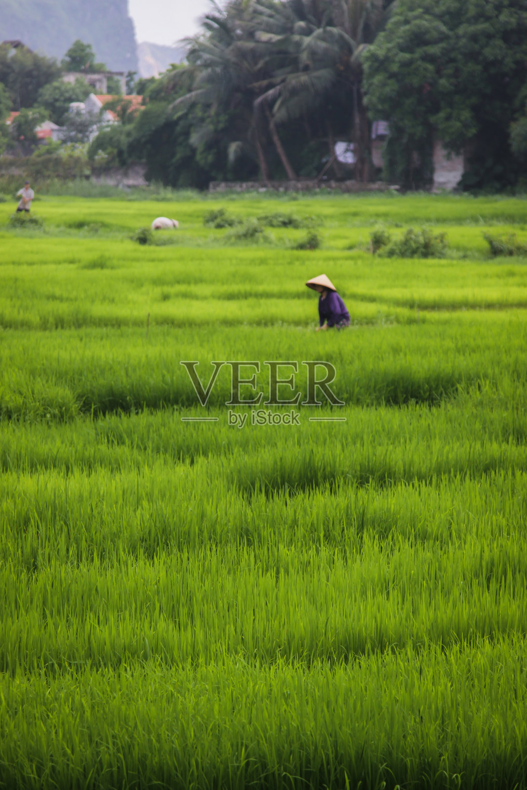 越南稻田里的稻农照片摄影图片