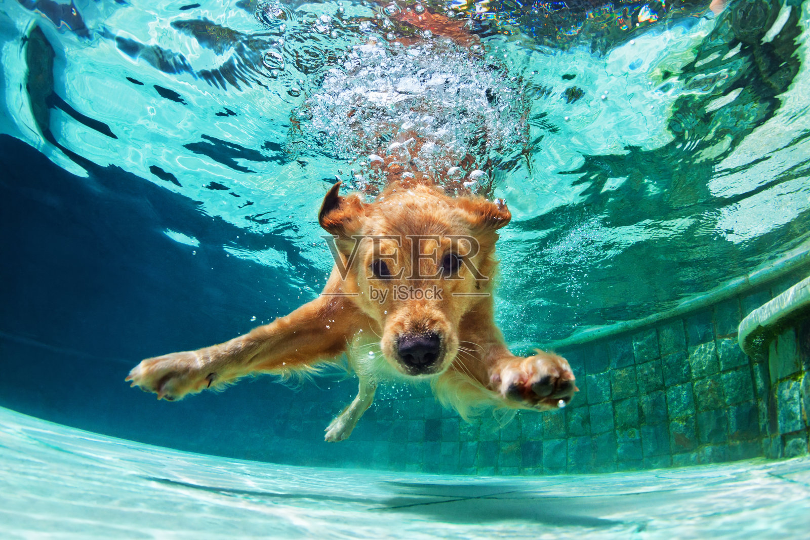 狗在游泳池里潜水。照片摄影图片
