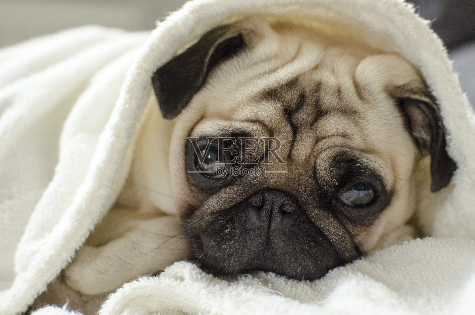 可怜的哈巴狗躺在毯子下面照片摄影图片