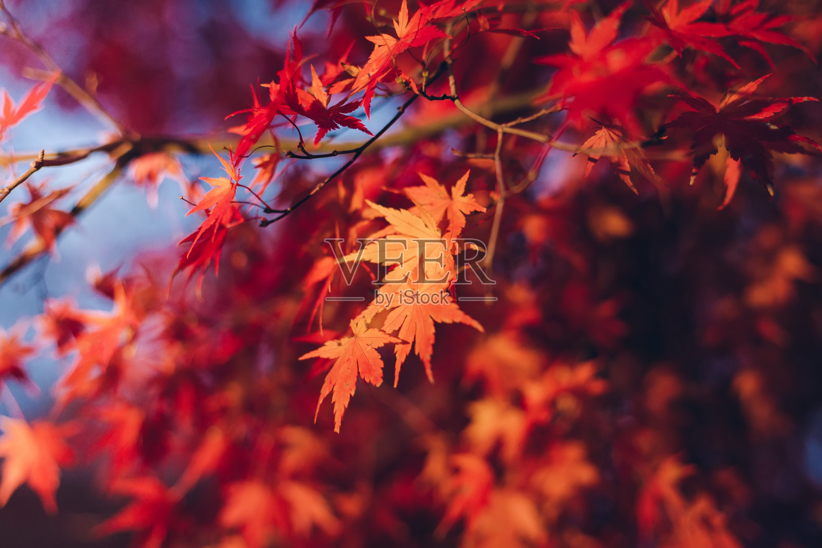 红色的枫叶在秋天的季节与蓝天模糊的背景，从日本。照片摄影图片