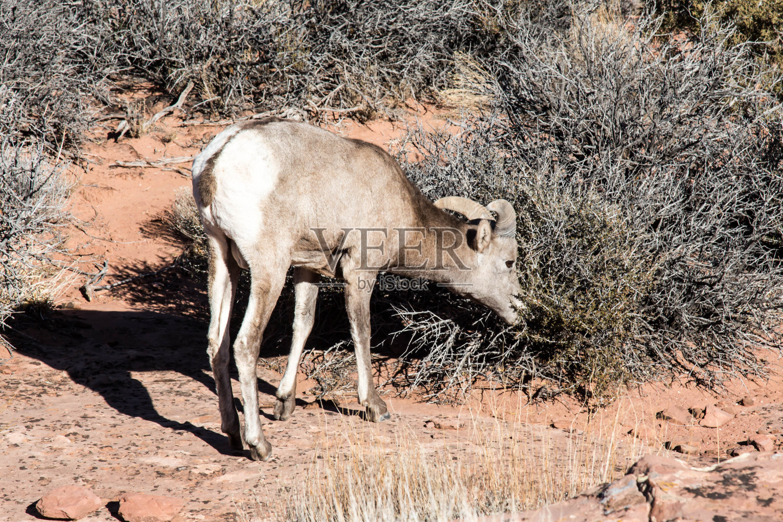 犹他州峡谷地国家公园的大角羊正在吃东西照片摄影图片
