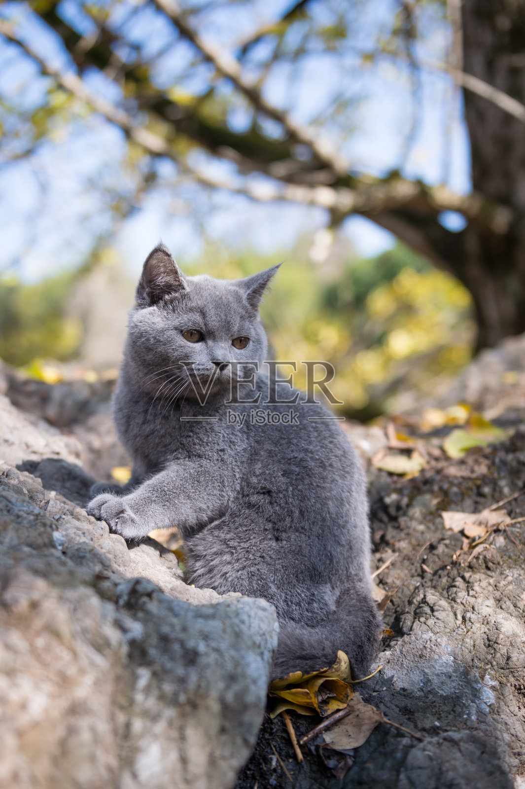可爱的灰色小猫。照片摄影图片