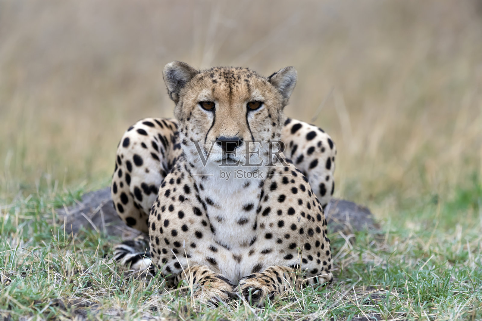 在津巴布韦万基国家公园，躺着的猎豹正直视着观察者照片摄影图片