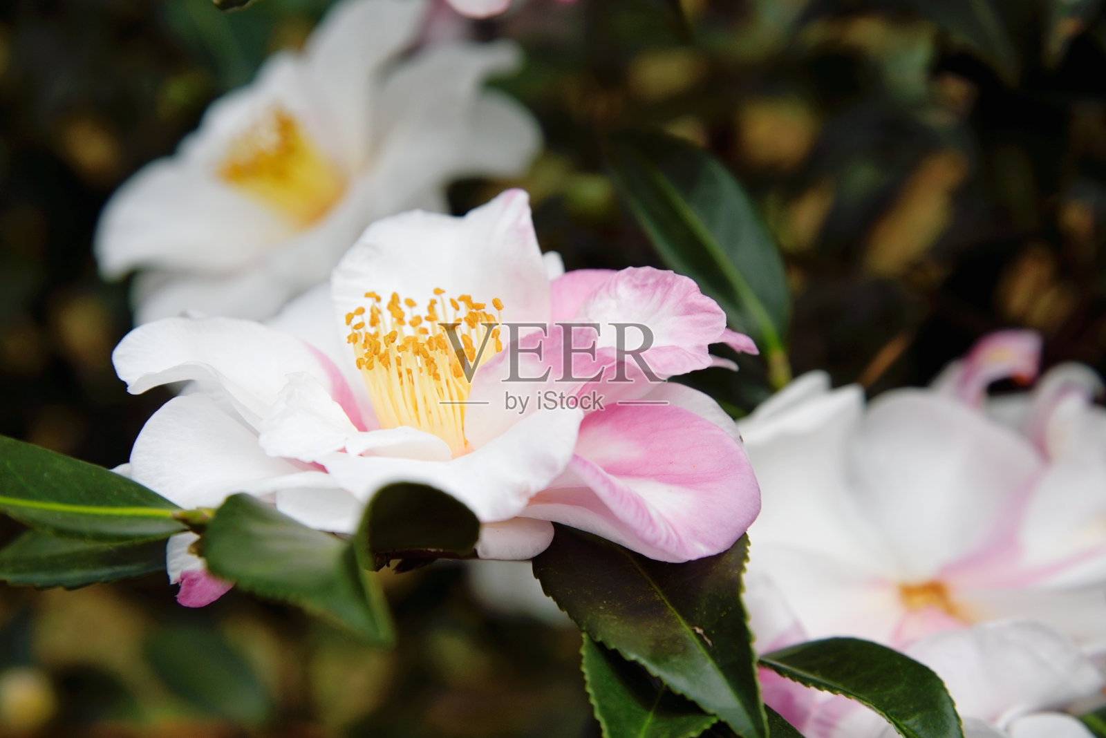 白色和粉红色的山茶花照片摄影图片