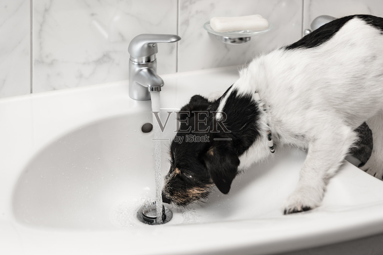 杰克罗素梗——一只顽皮可爱的小狗在水槽里喝水照片摄影图片