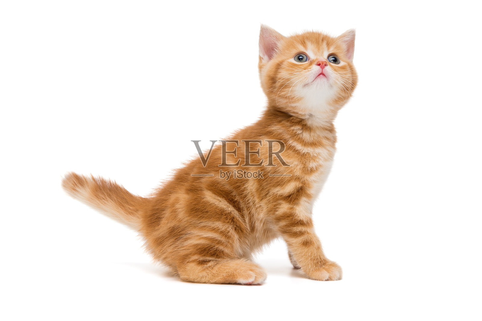 英国小猫是橙色的照片摄影图片