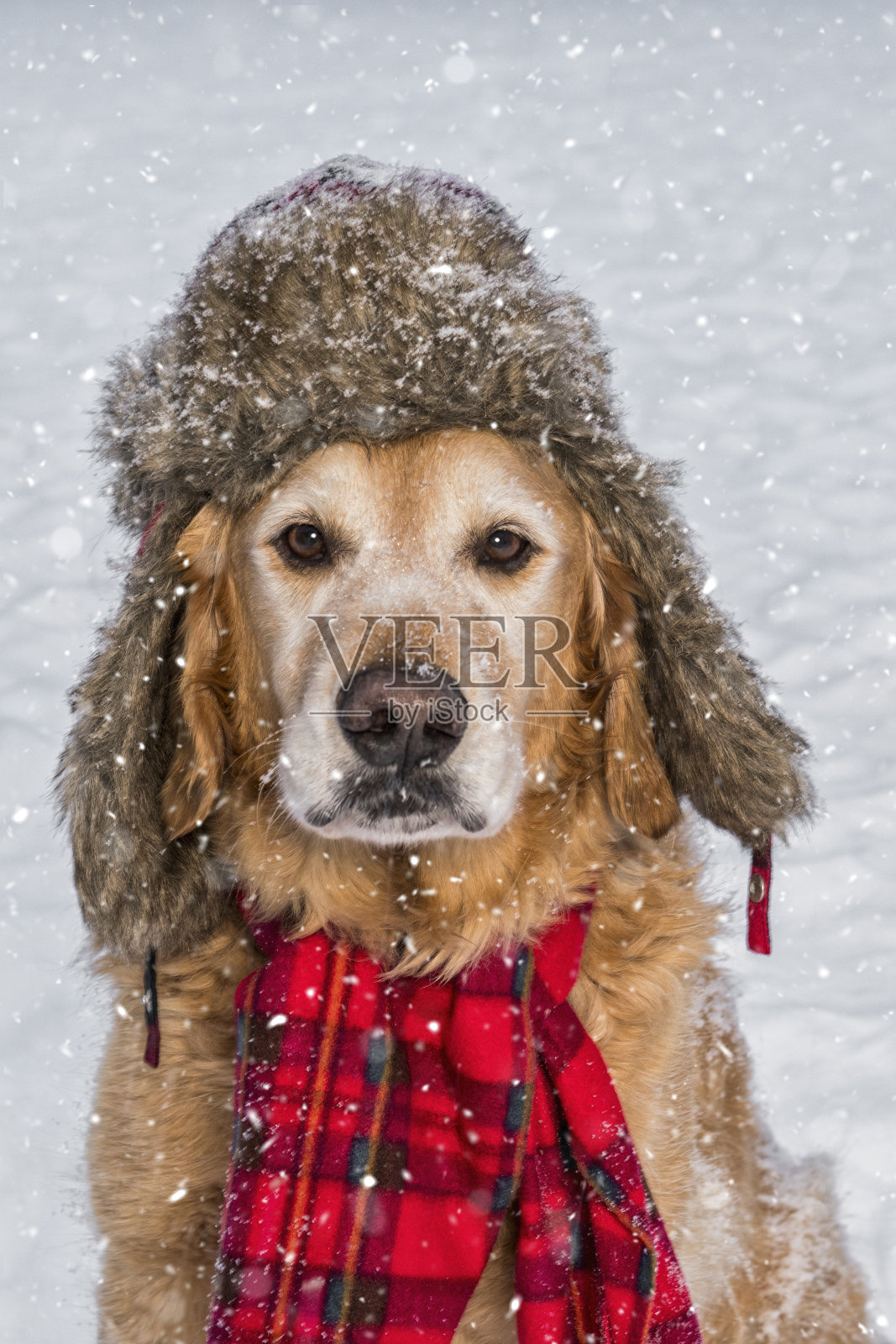 一只戴着帽子和围巾的高级金毛猎犬在雪地里照片摄影图片