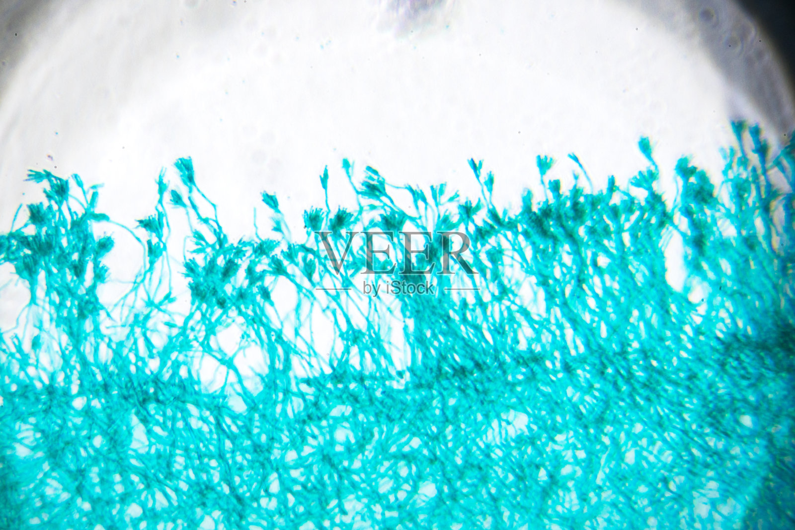 青霉菌在显微镜照片摄影图片
