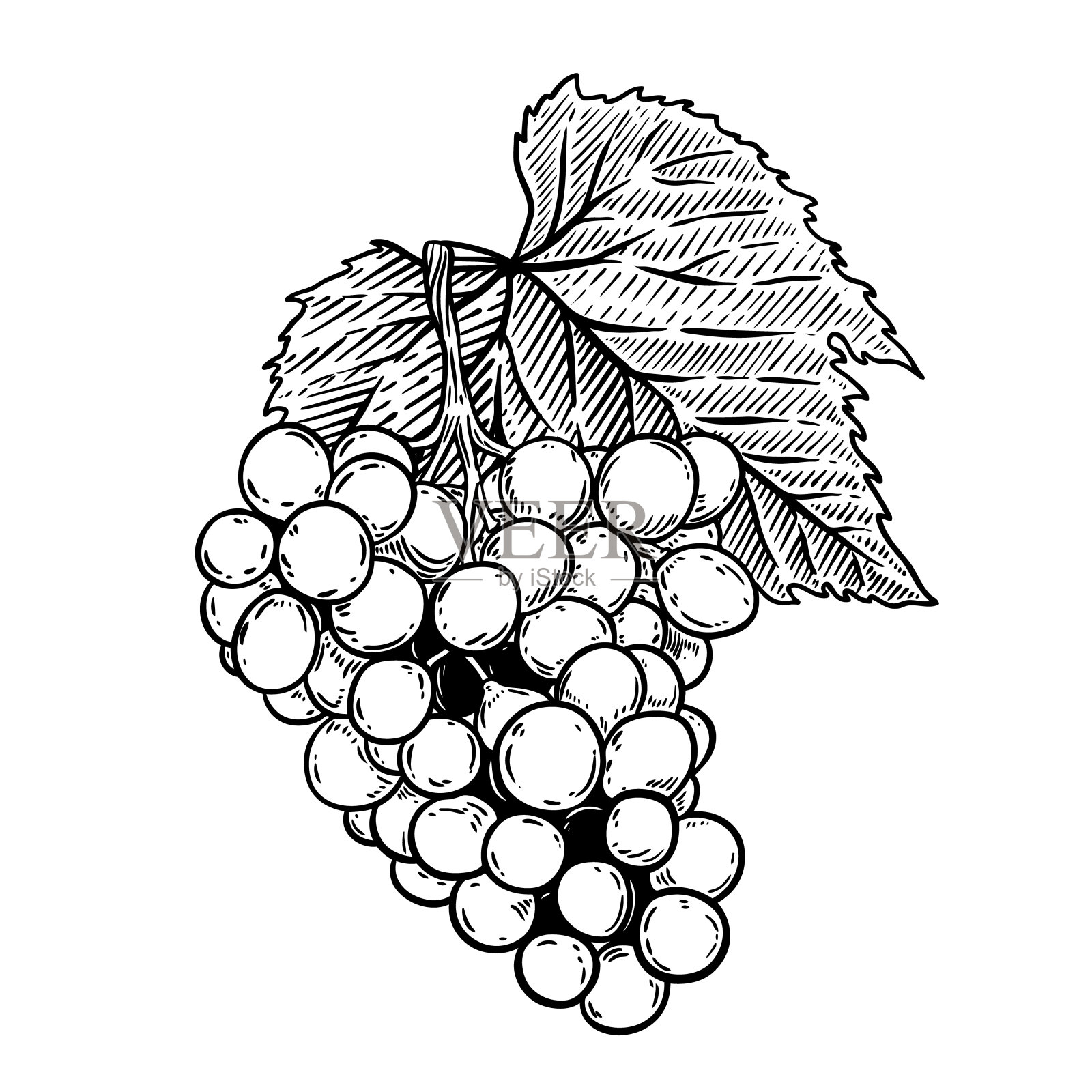 葡萄插图版画风格孤立在白色背景。设计元素图片