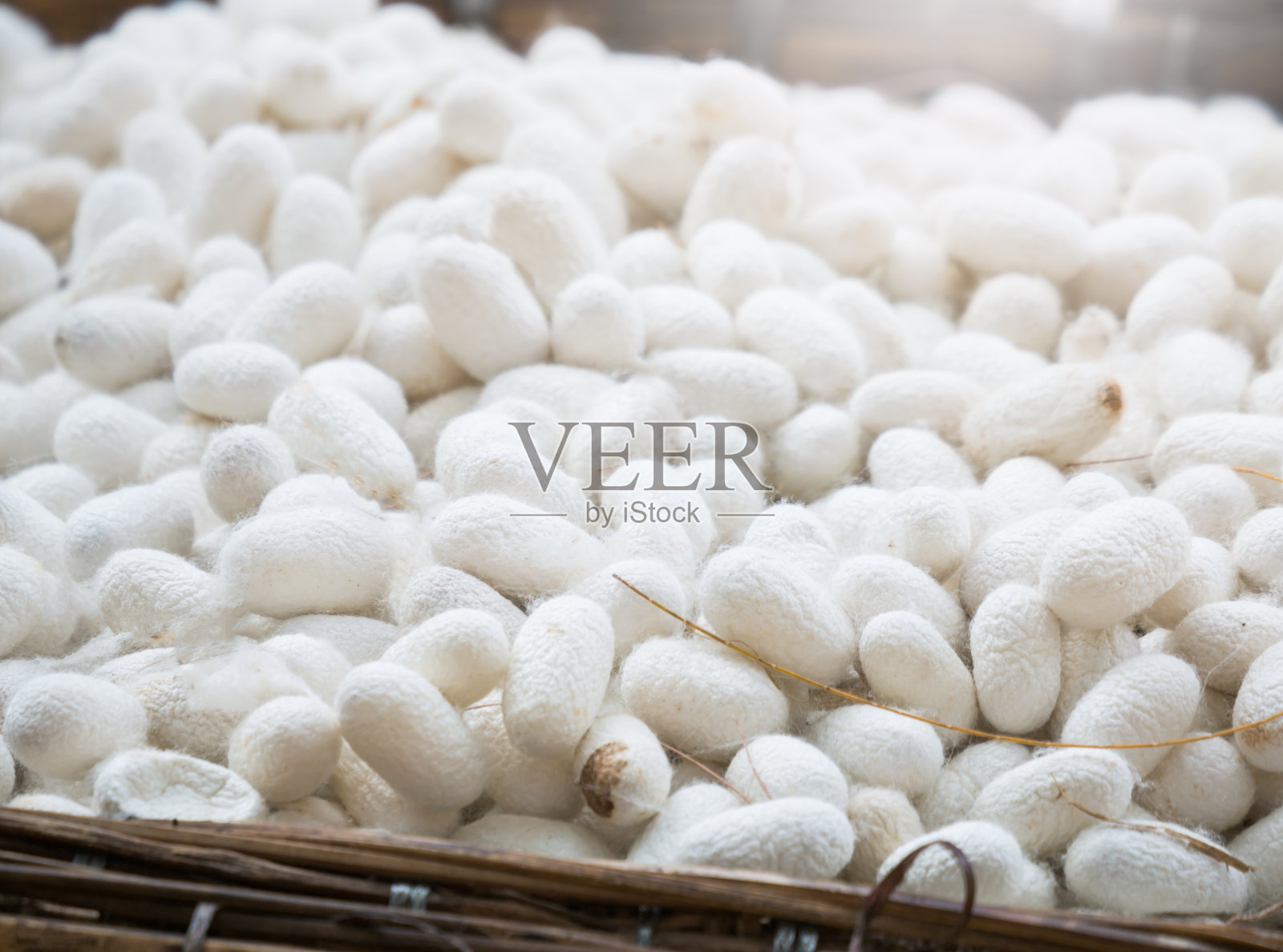 蚕丝是制造蚕丝生产线的原料。照片摄影图片