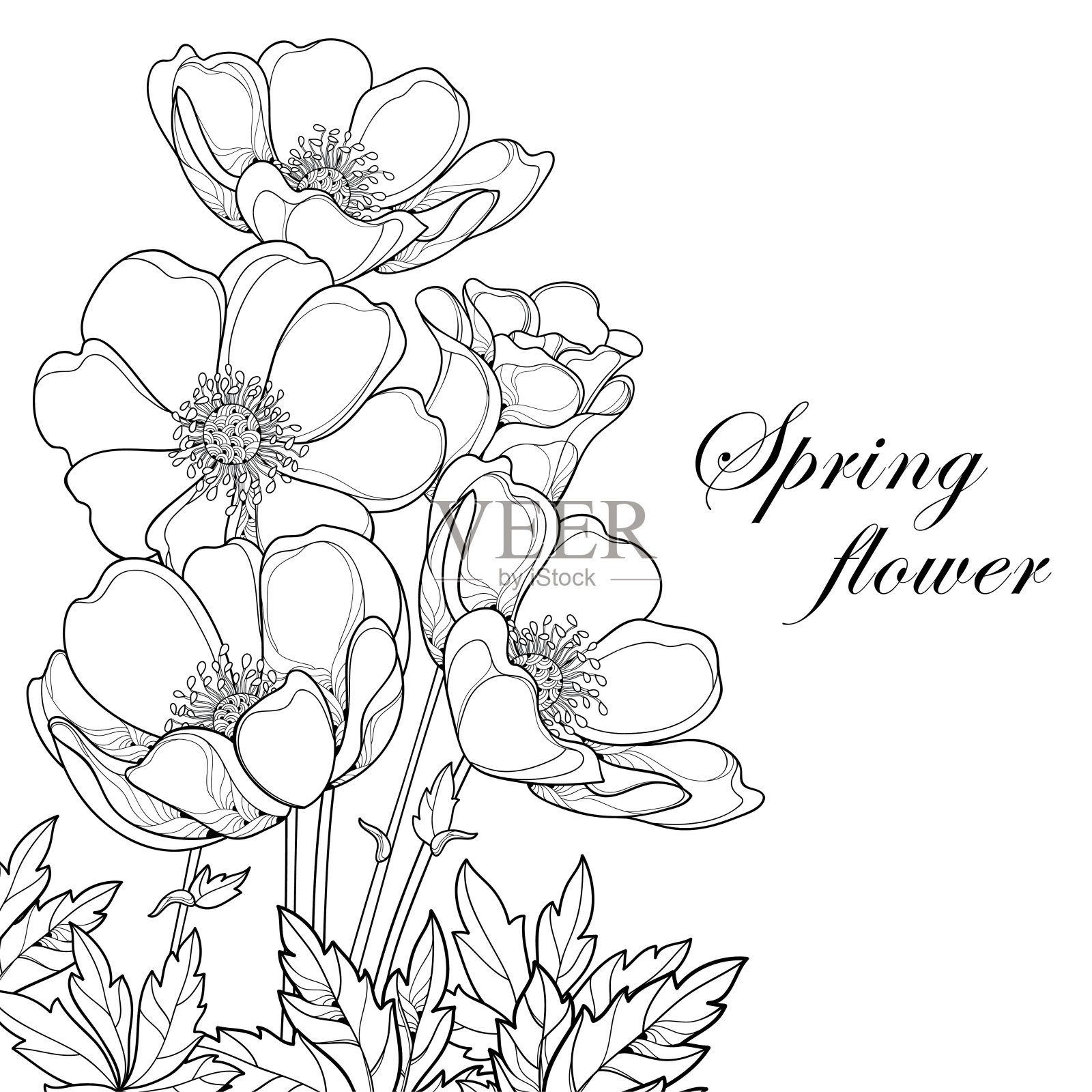 矢量花束与轮廓银莲花花或风花，芽和叶在黑色孤立在白色背景。插画图片素材