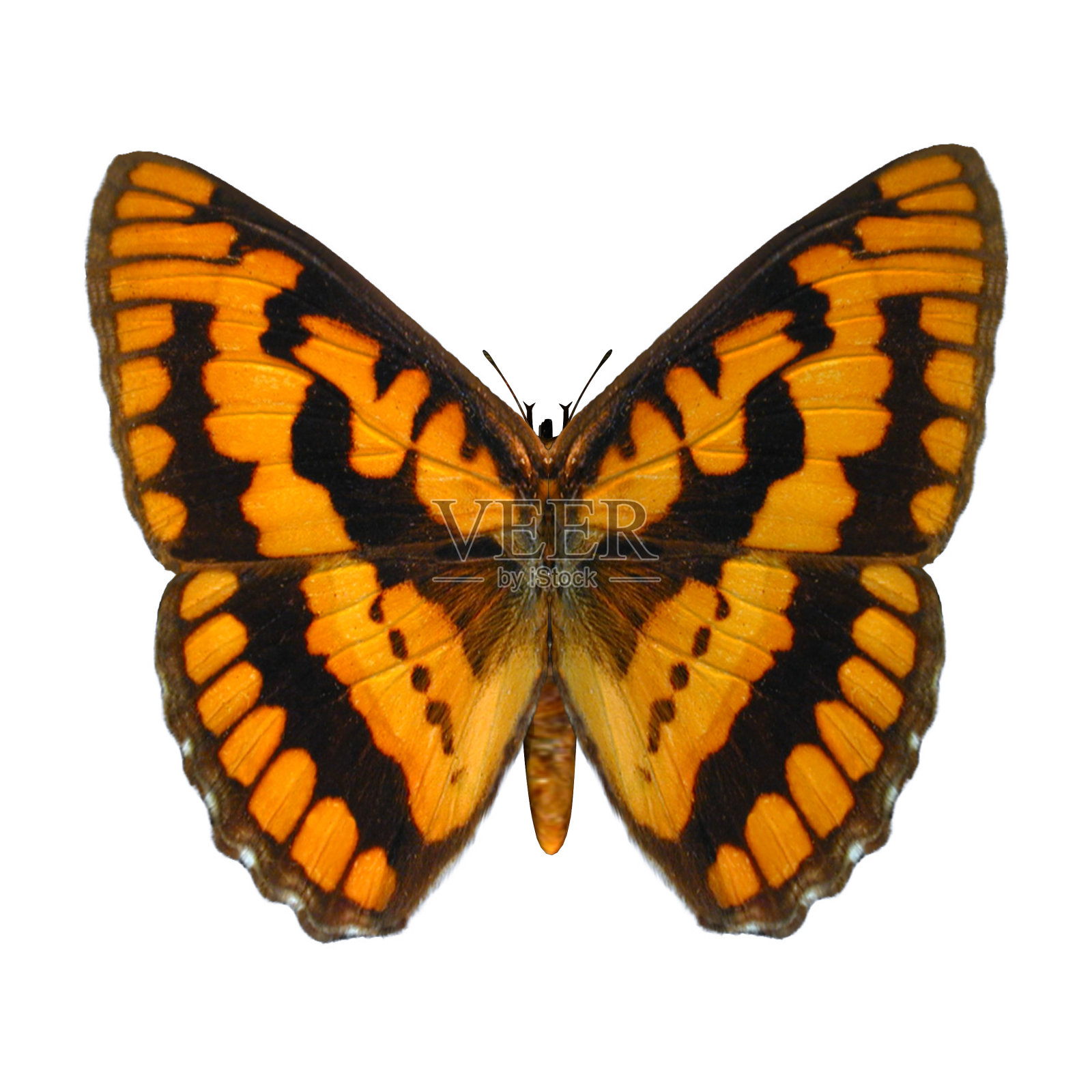 3D渲染蝴蝶在白色照片摄影图片