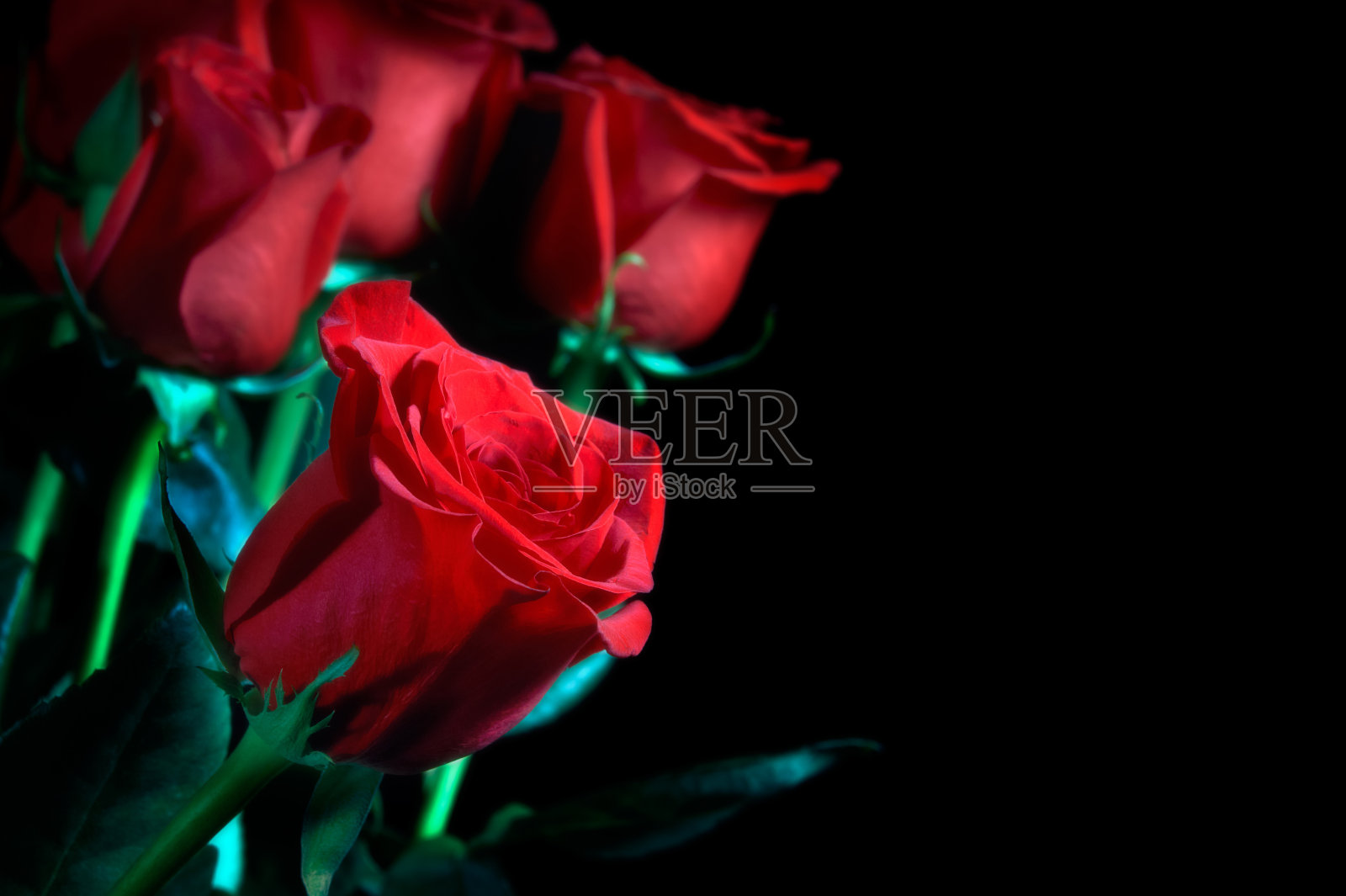 一束红玫瑰照片摄影图片