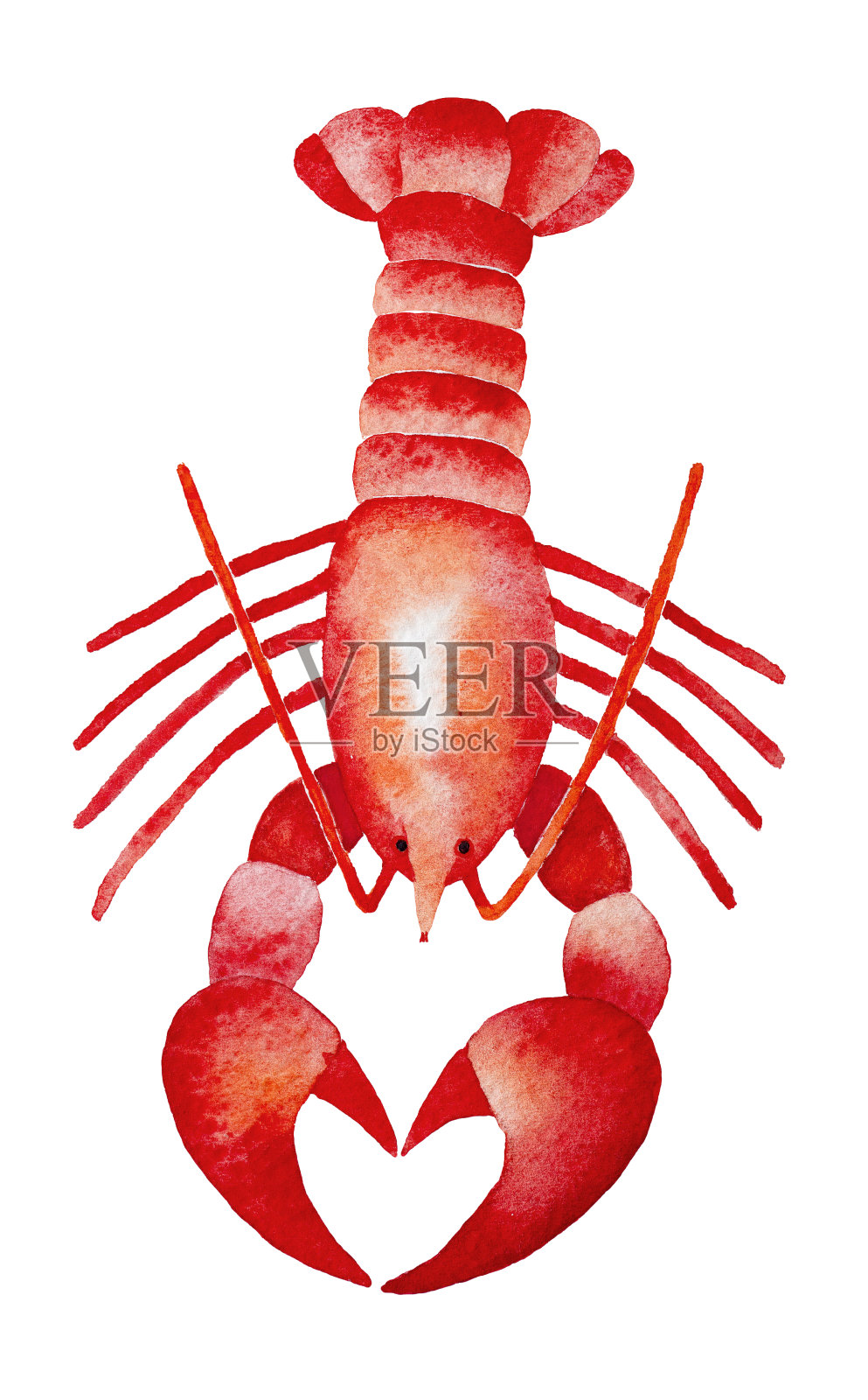 红龙虾水彩画插图。插画图片素材