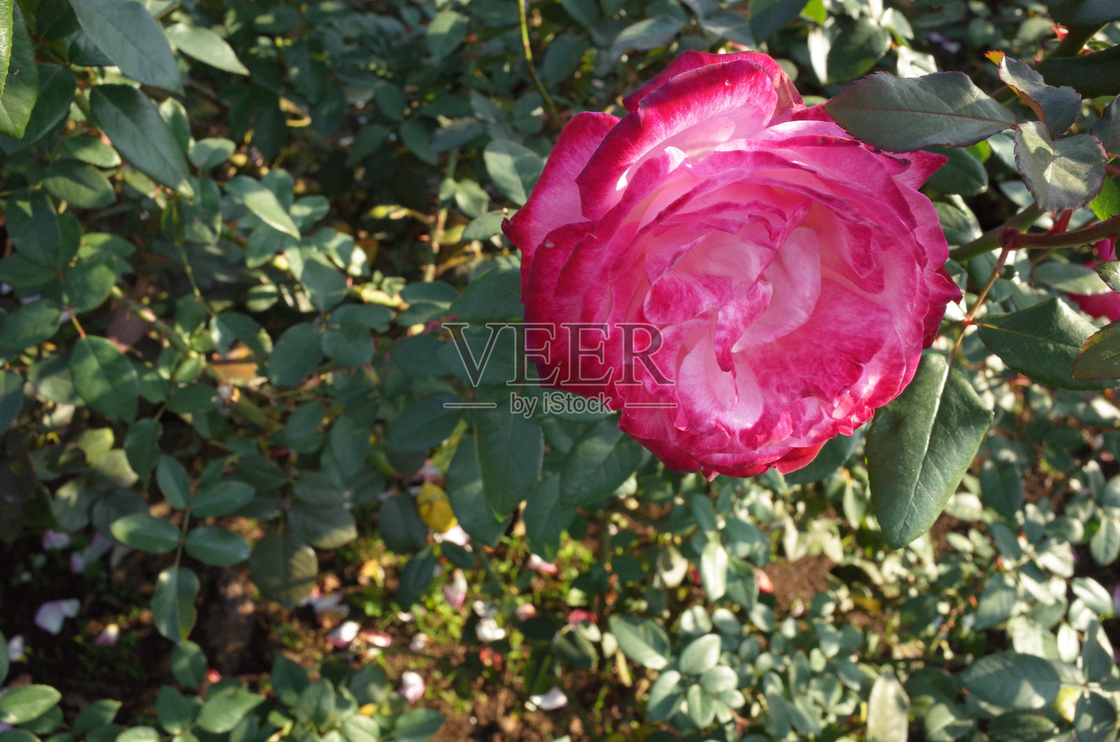 花的玫瑰照片摄影图片
