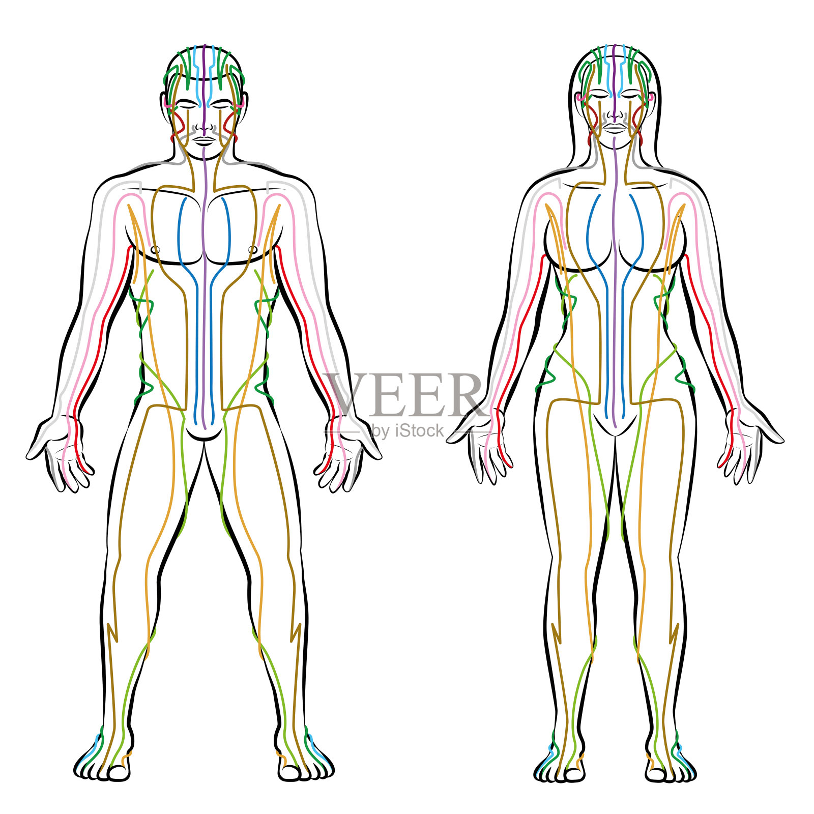 经络系统-男性和女性身体的彩色经络-替代疗法中医治疗信息图-白色背景上孤立的矢量图。插画图片素材