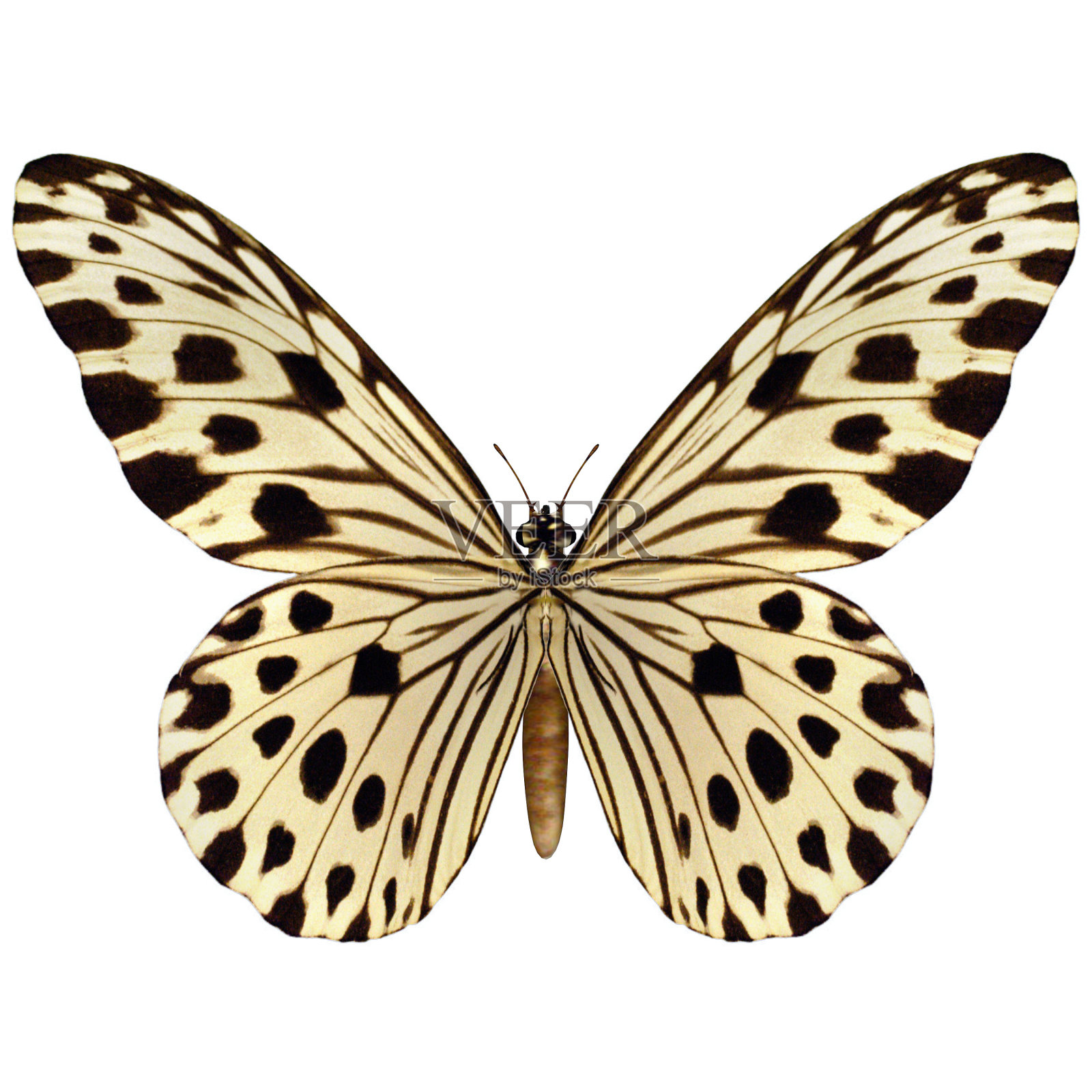 3D数字渲染蝴蝶在白色照片摄影图片