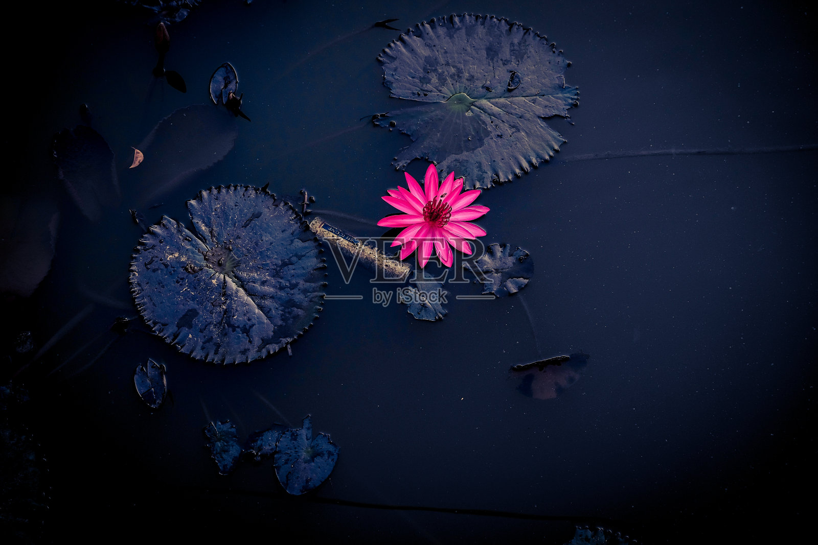 池塘里美丽的睡莲照片摄影图片