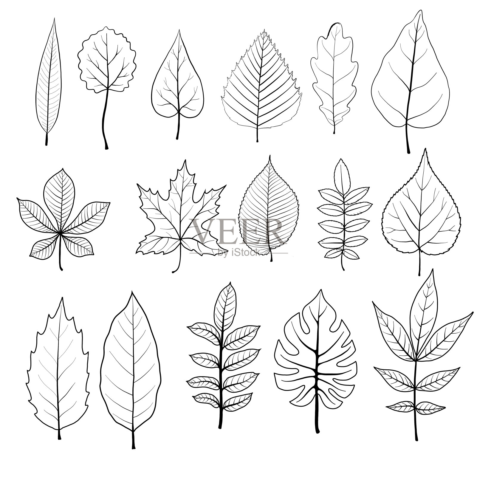树叶的向量集插画图片素材