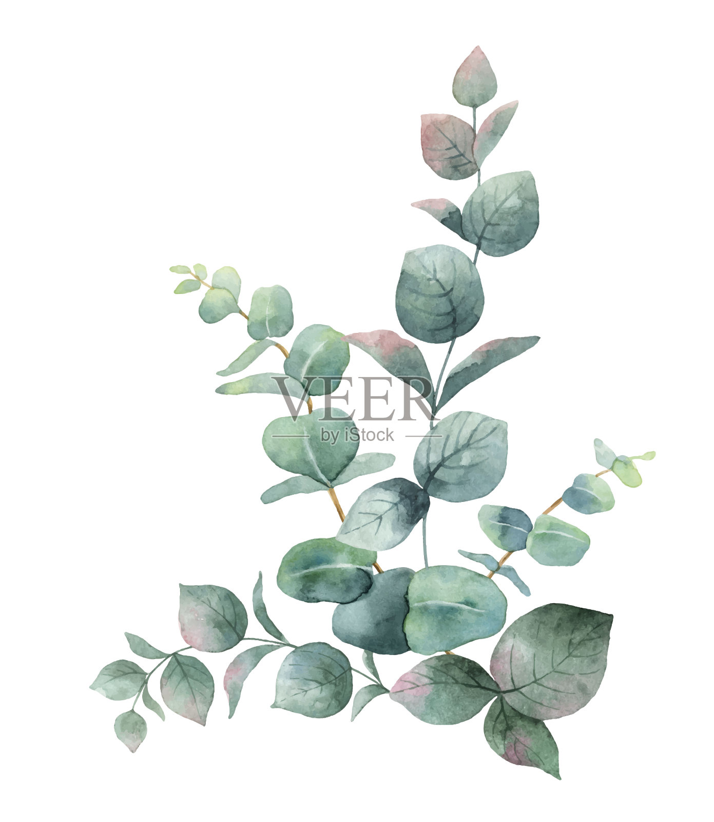水彩向量花束与绿色的桉树叶和树枝。插画图片素材