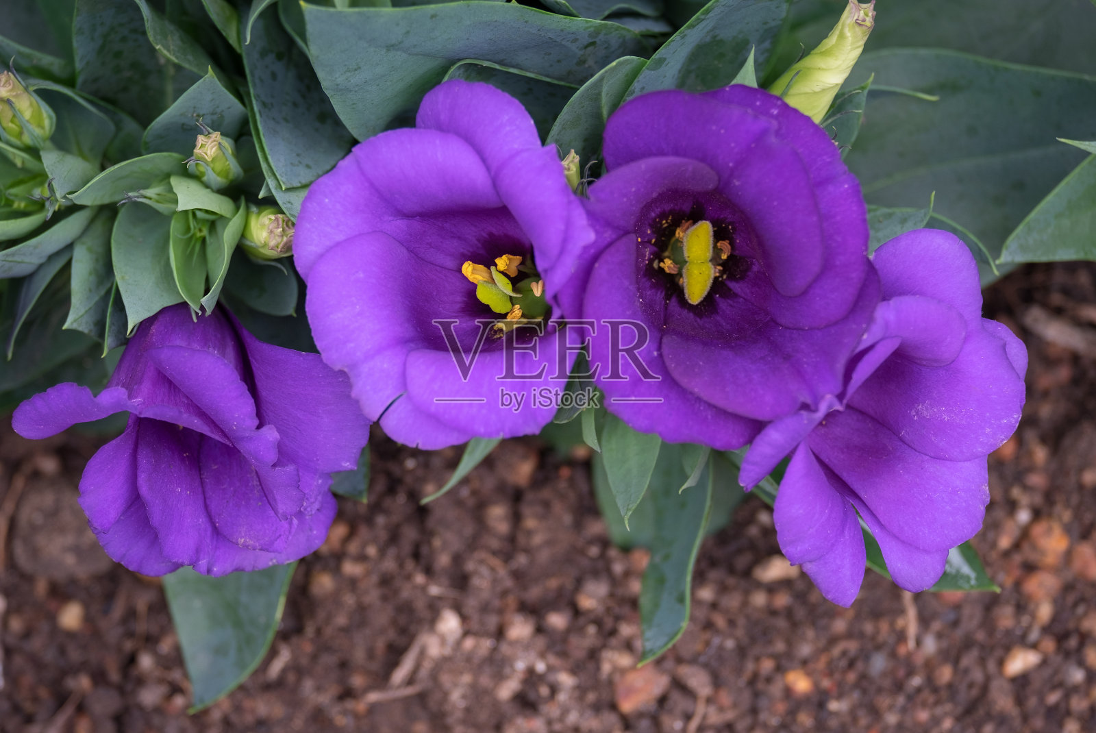 春色的紫花、紫罗兰和抽象的绿色自然背景照片摄影图片