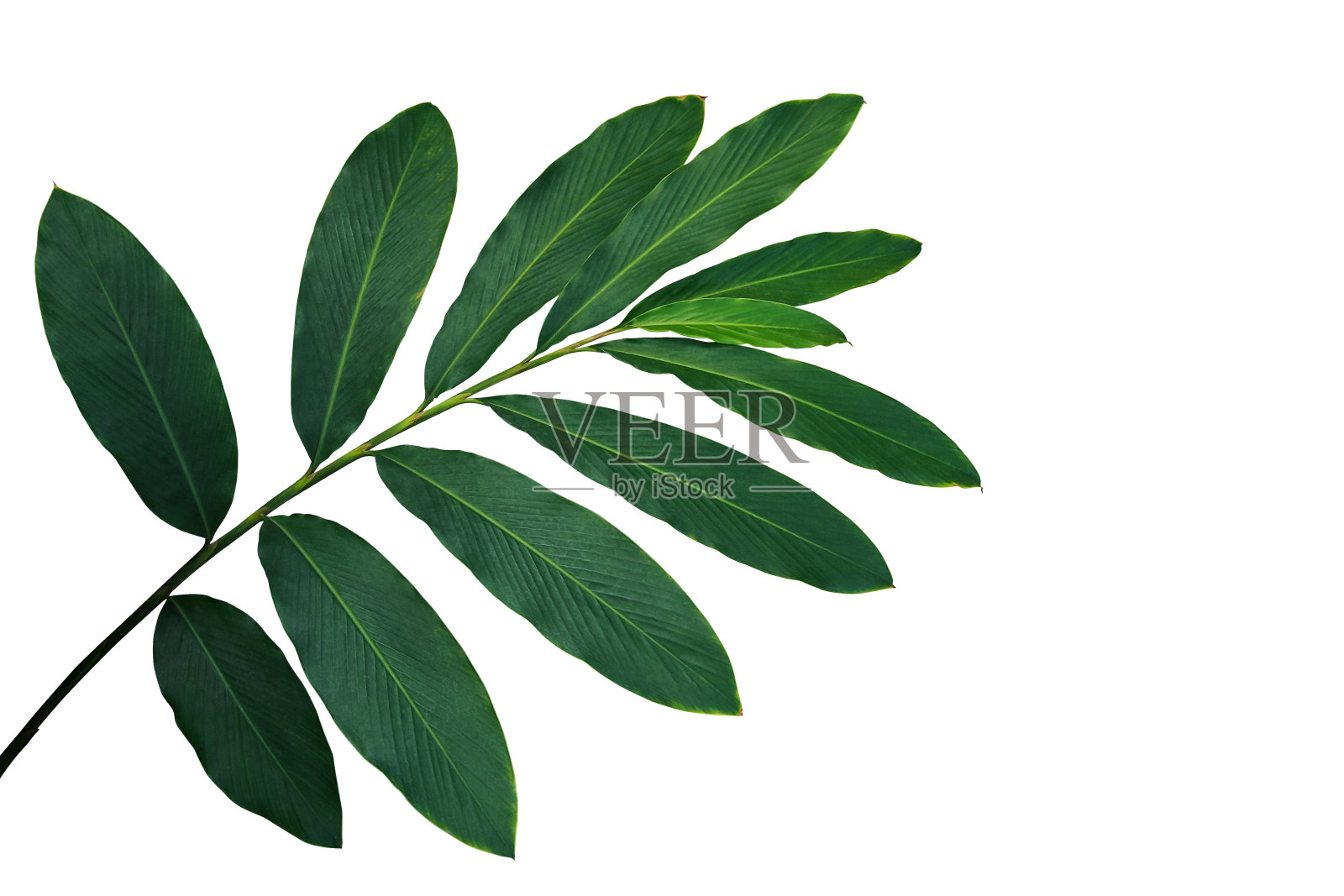 绿叶红姜(高良姜)，热带森林植物孤立在白色背景，包括修剪路径。照片摄影图片