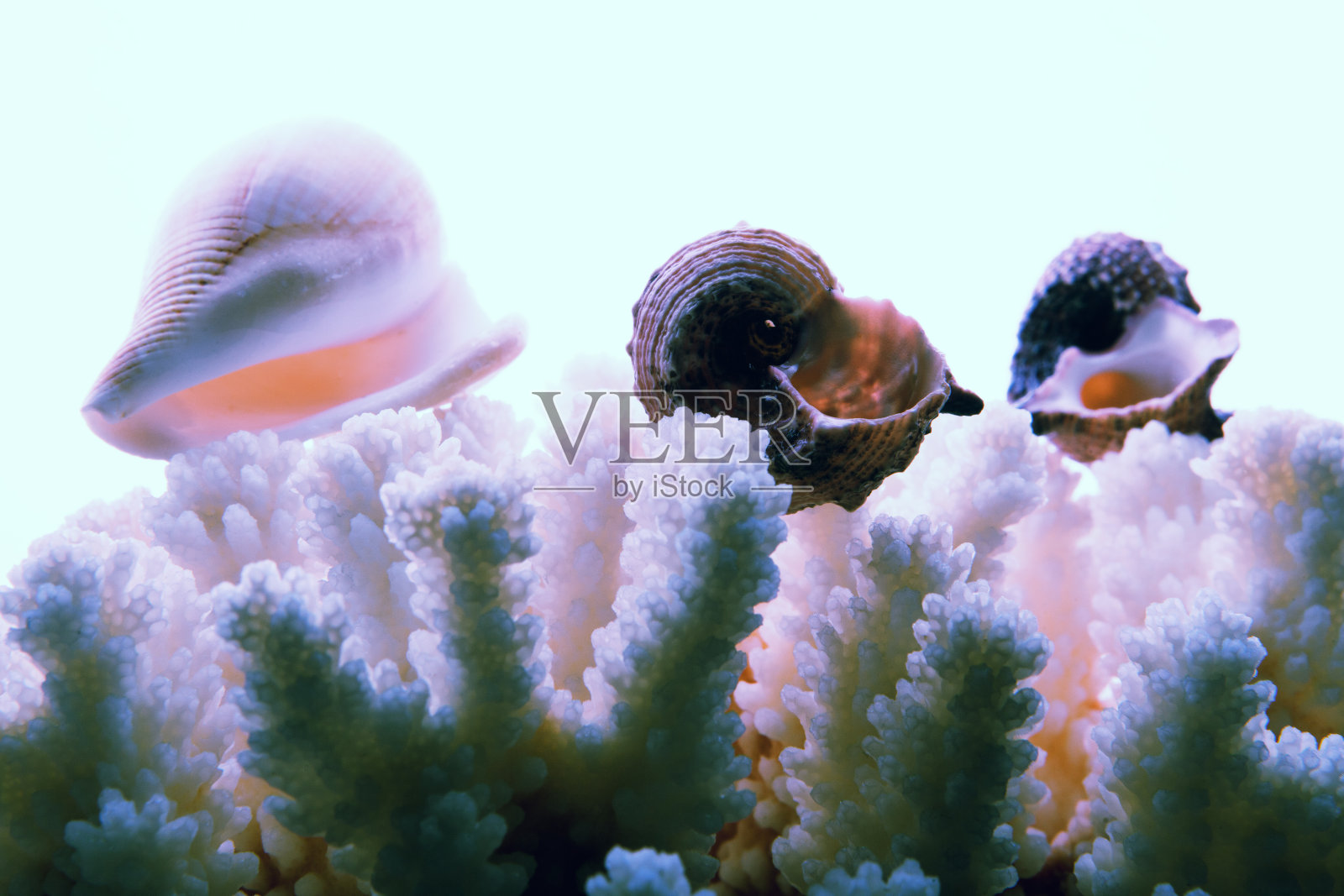 海白珊瑚结构照片摄影图片