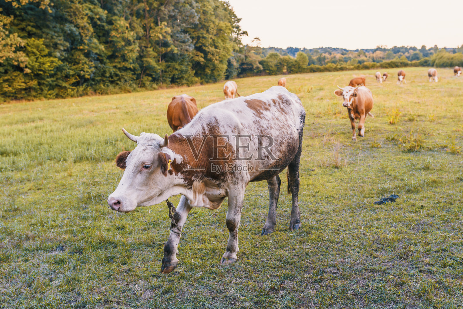 农场牧场上的牛。照片摄影图片