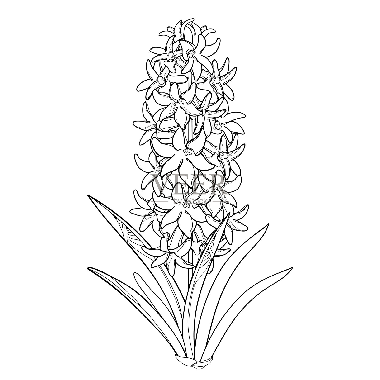矢量花束与轮廓风信子花束，芽和华丽的叶在黑色孤立在白色的背景。插画图片素材