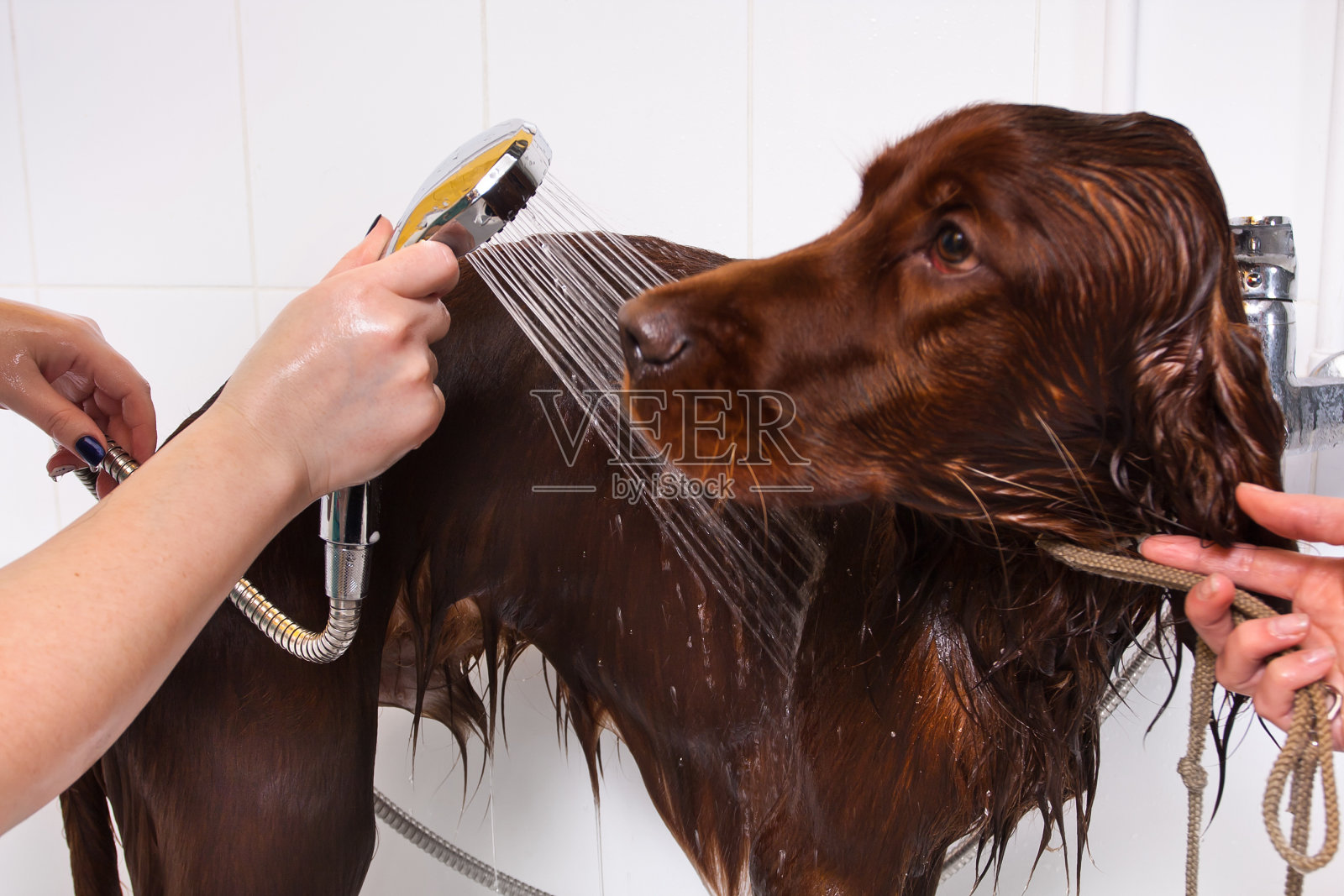 在美容院给狗狗洗手照片摄影图片