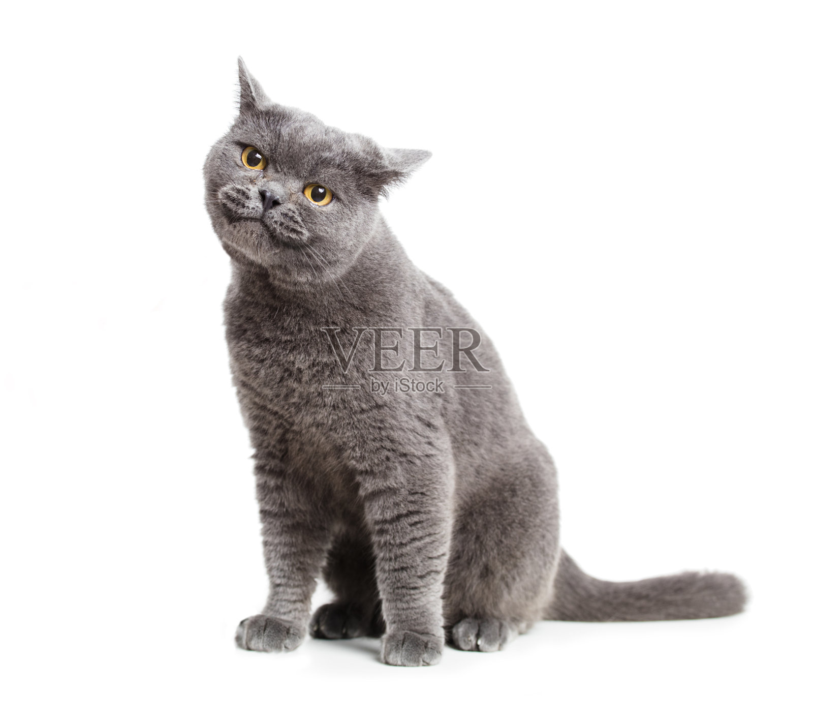微笑的英国灰猫孤立在白色照片摄影图片