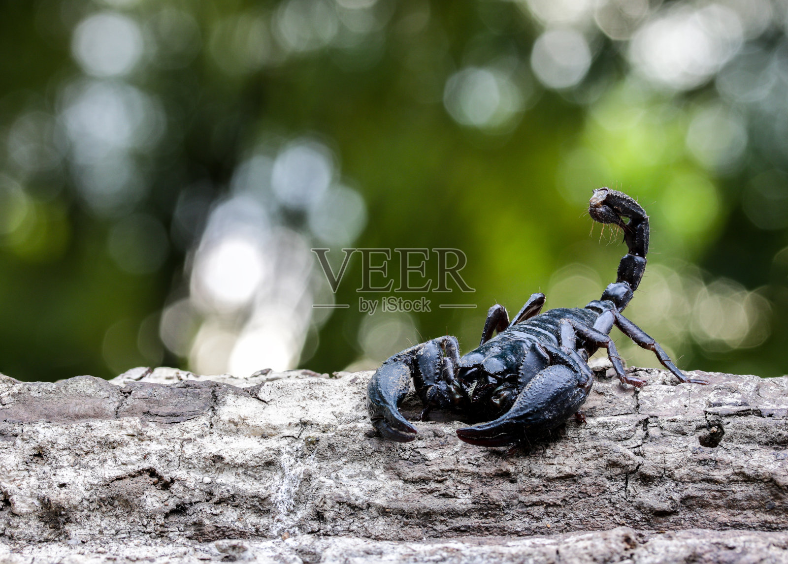 自然界中蝎子的特写镜头。照片摄影图片