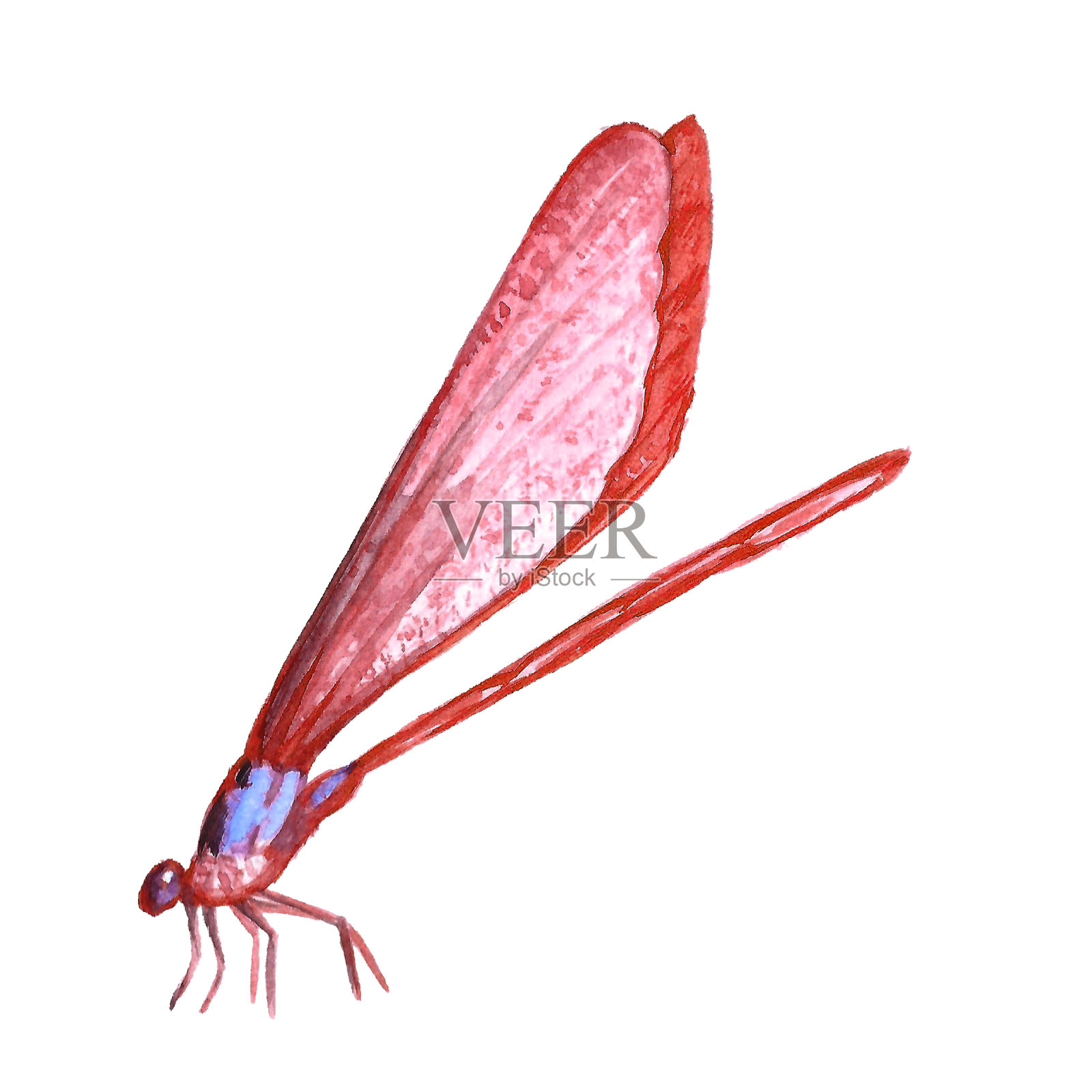 蜻蜓的水彩插图插画图片素材