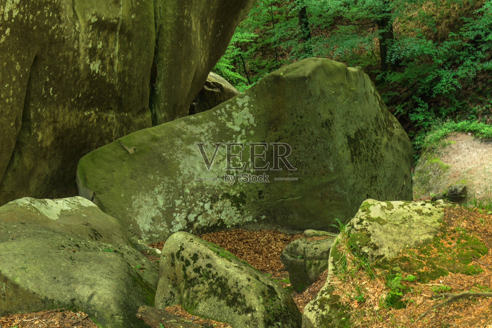 森林里的一块巨石照片摄影图片