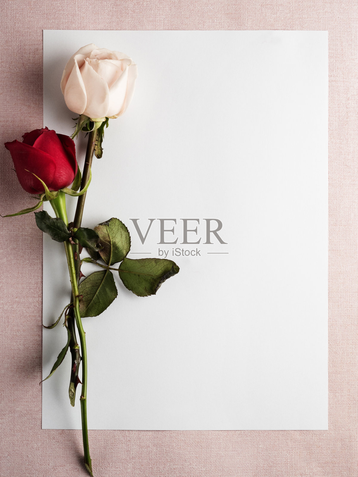 玫瑰,情人节' day,纸张,页面照片摄影图片
