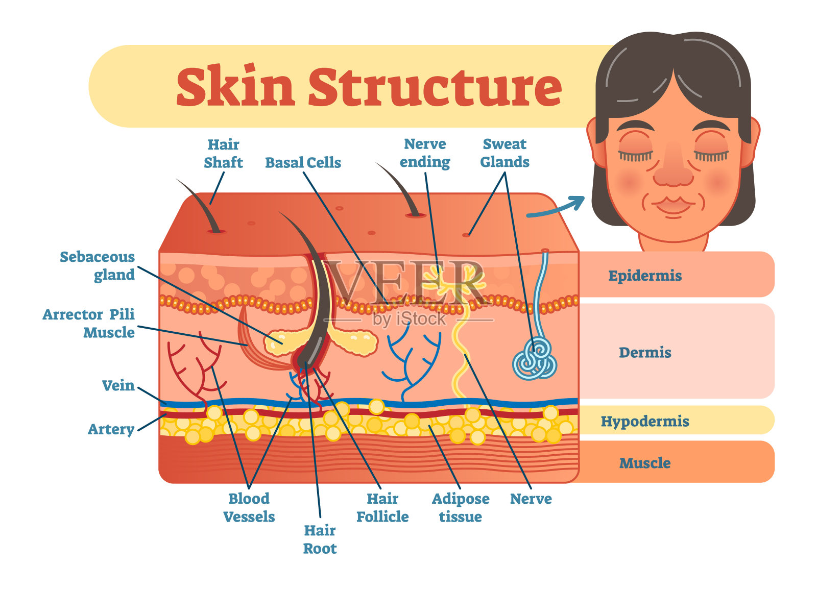 皮肤结构向量图解与皮肤层和主要元素。设计元素图片