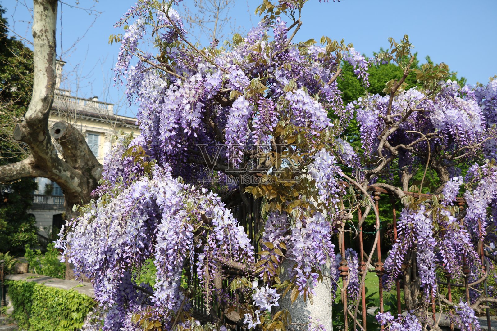 意大利科莫湖春天的紫色日本紫藤照片摄影图片